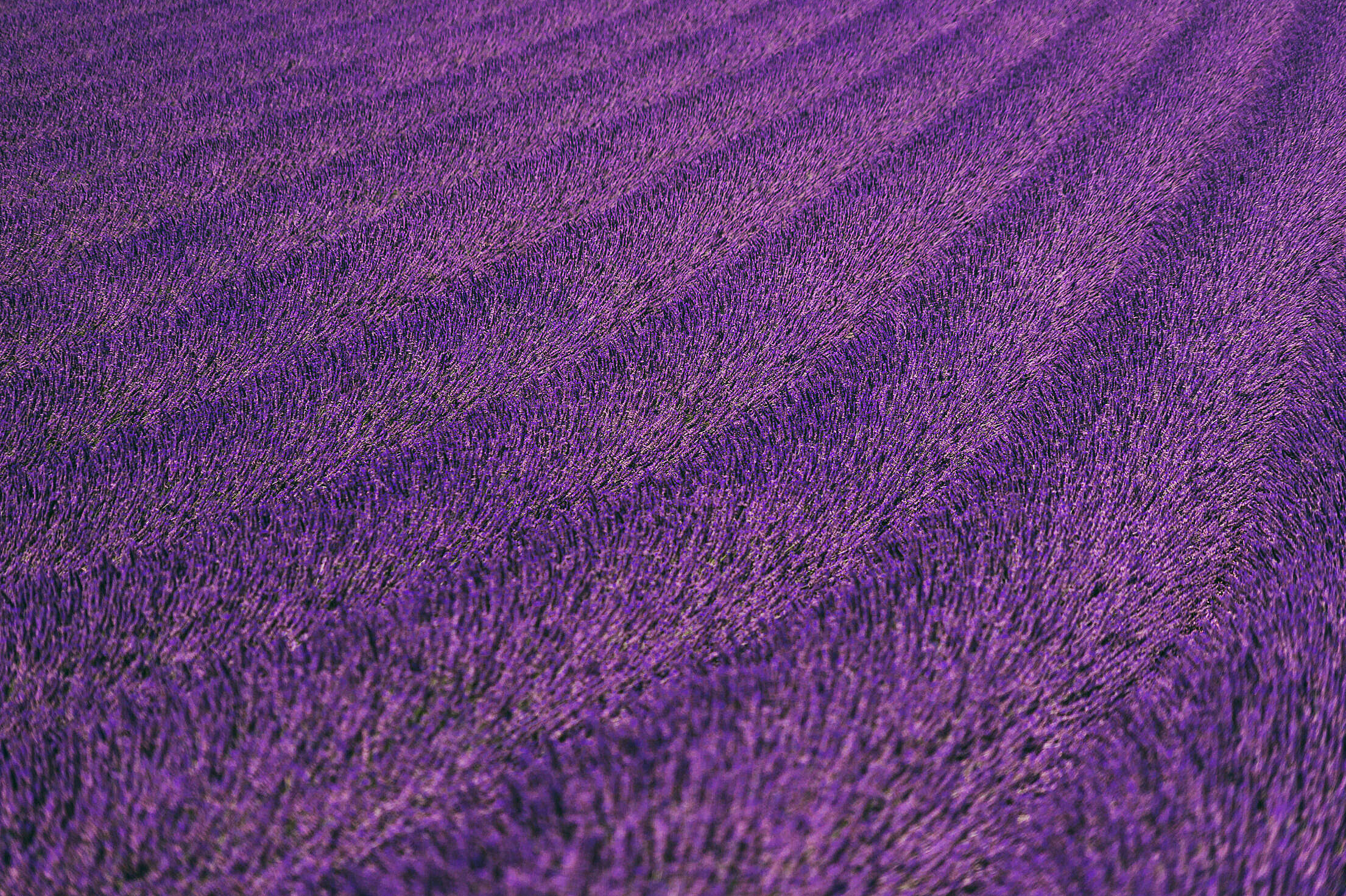 Lavender Field Background Free Stock Photo