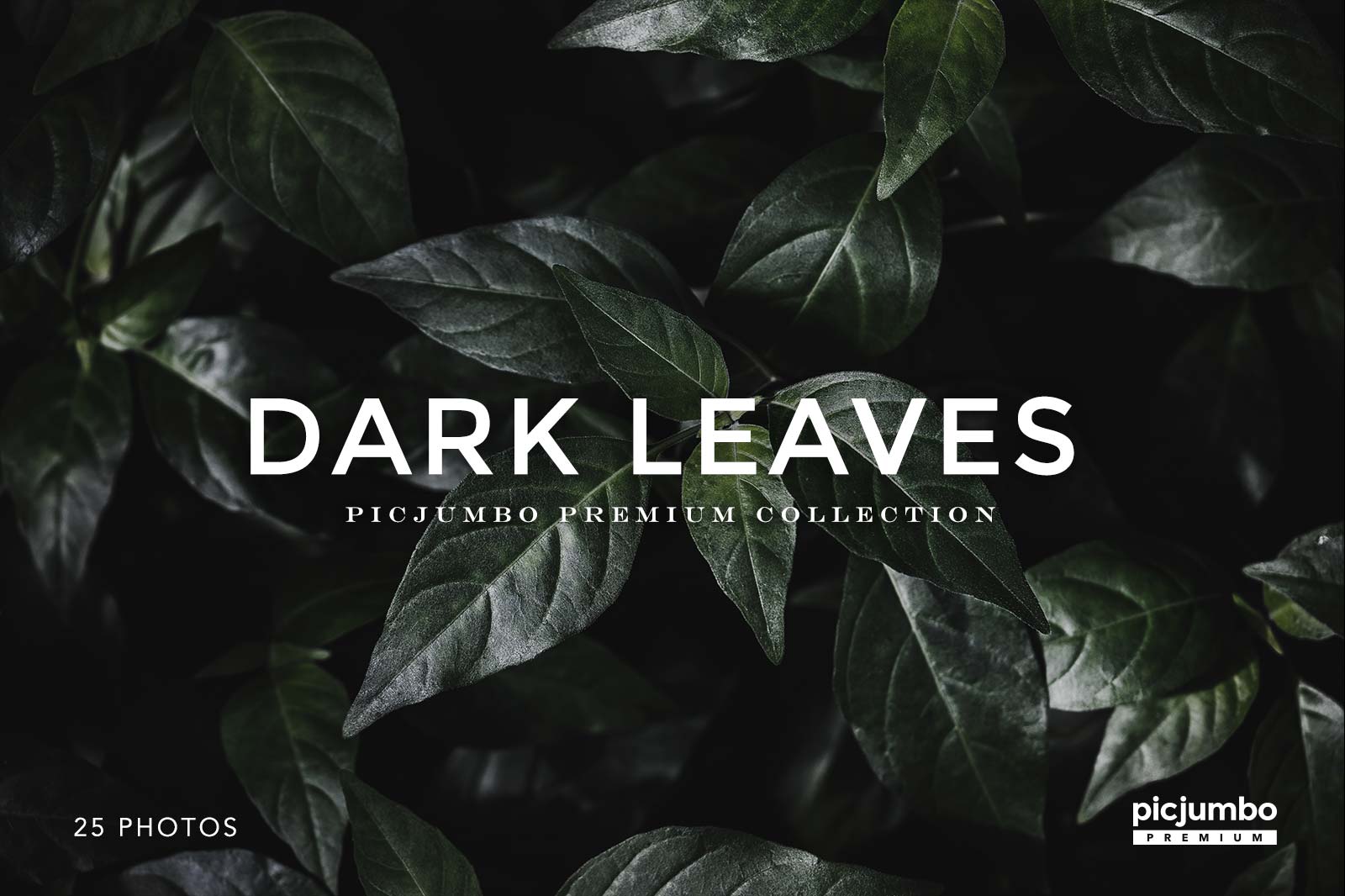 Dark Leaves Stock Photo Collection