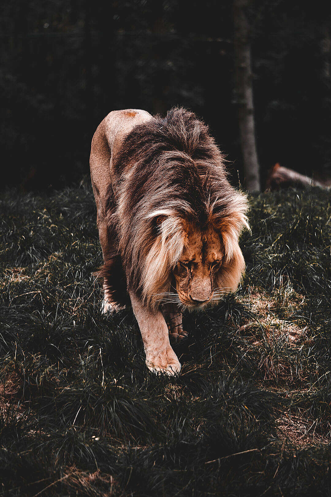 Download Lion Walking Slowly FREE Stock Photo
