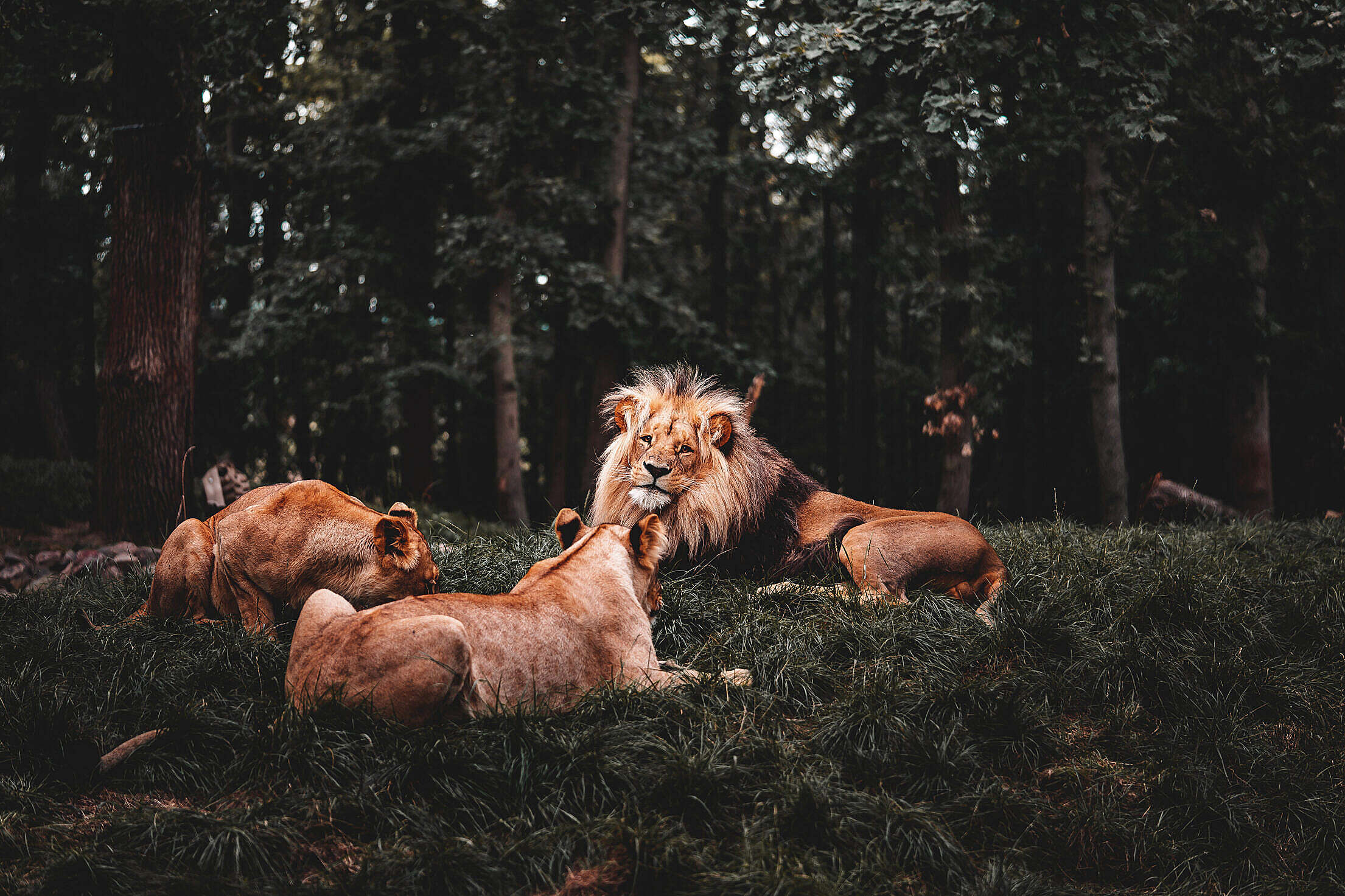 Lion with Two Lionesses Free Stock Photo