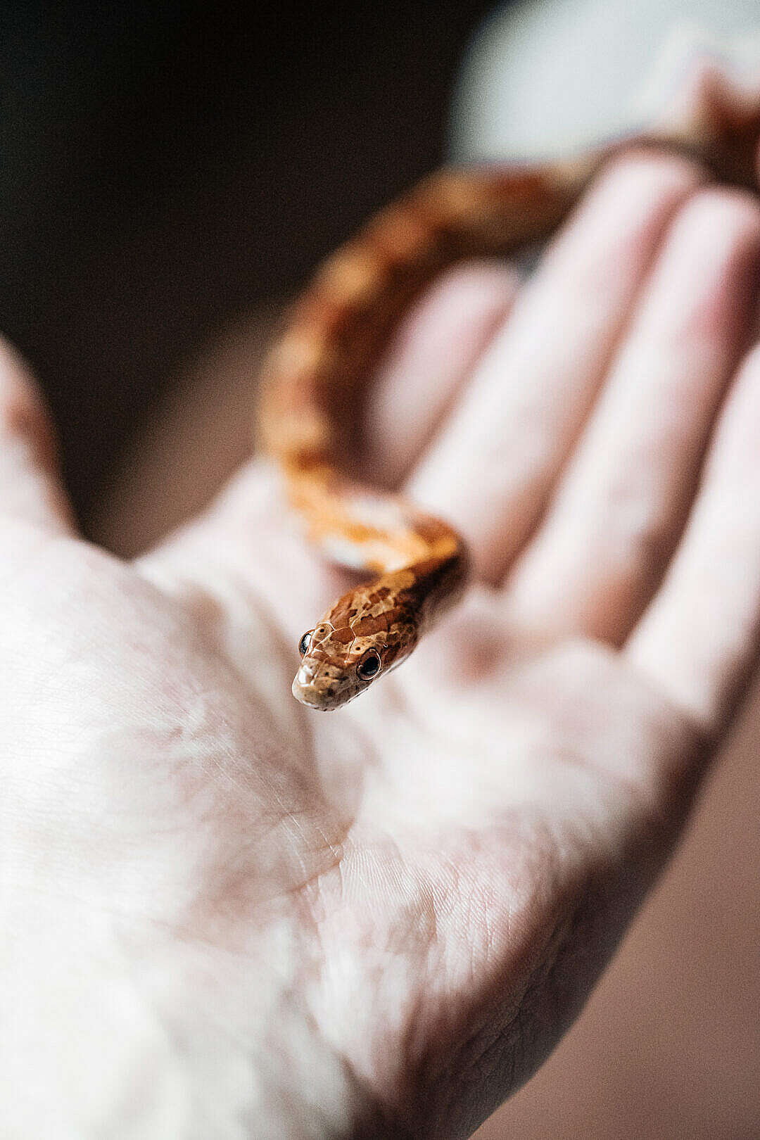 Download Little Corn Snake in Hand FREE Stock Photo