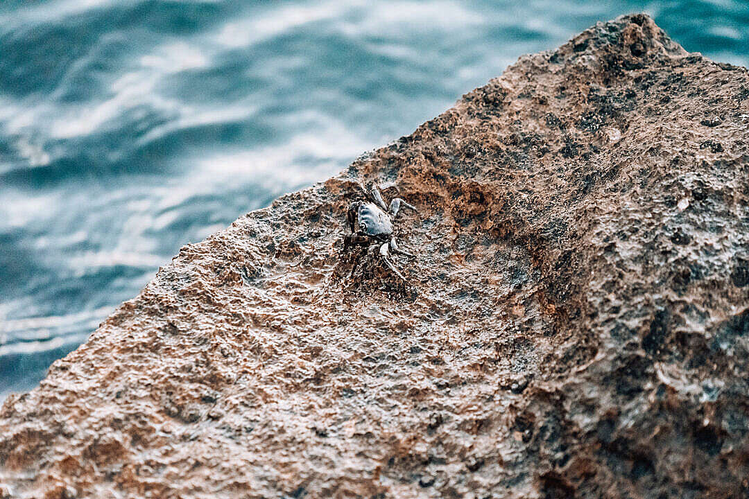 Download Little Crab on The Rocky Shore FREE Stock Photo