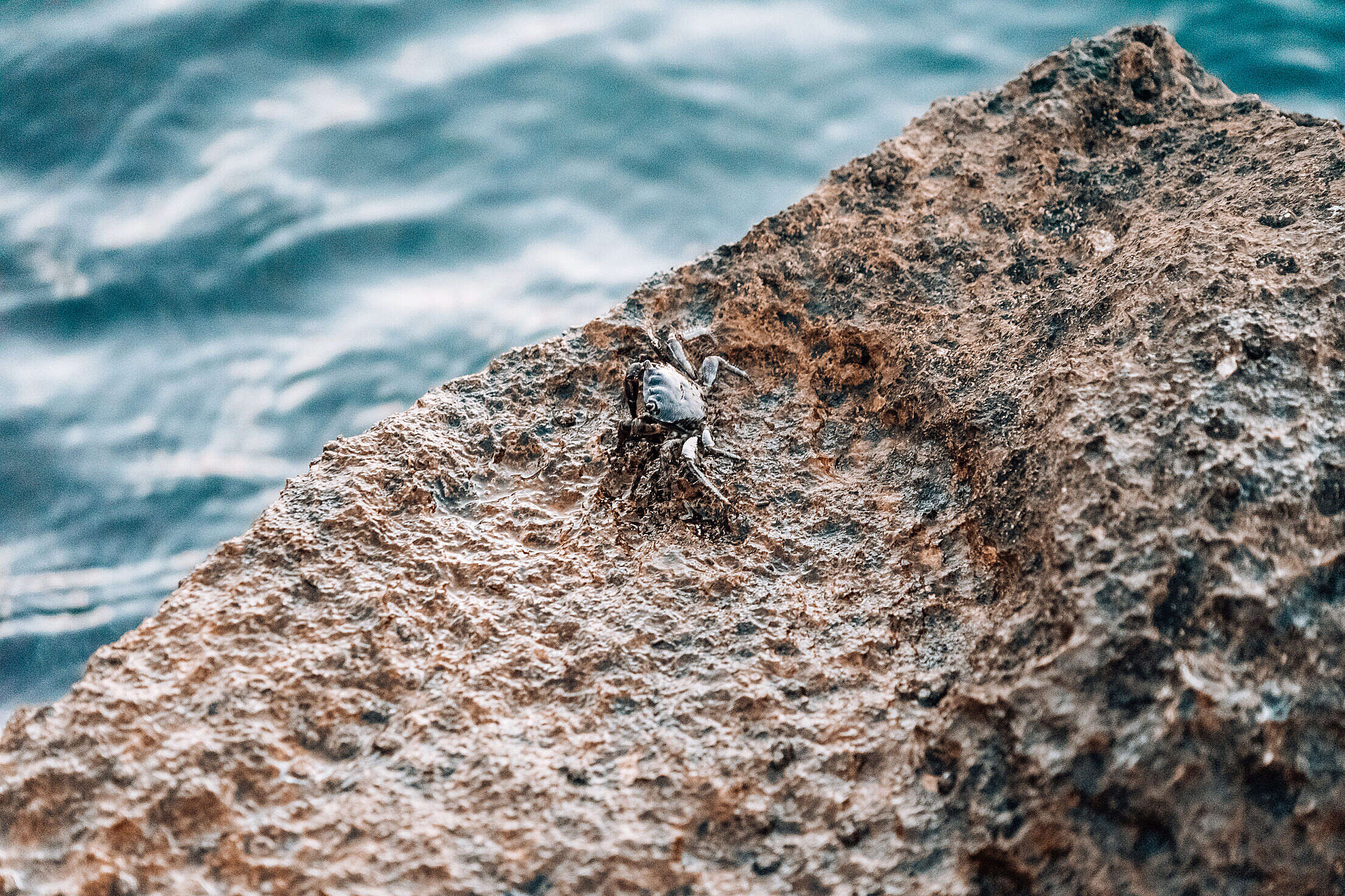Little Crab on The Rocky Shore Free Stock Photo