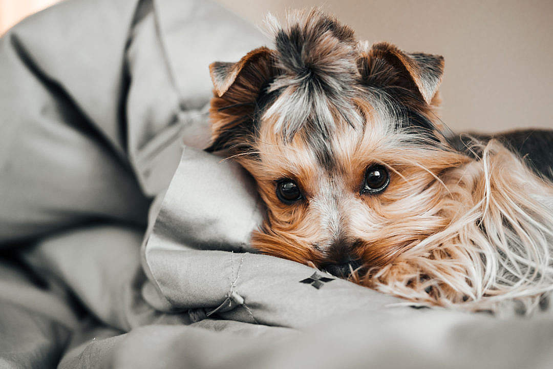 Download Little Jessie The Dog Resting in Bed FREE Stock Photo