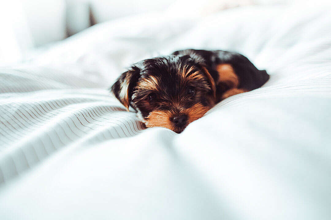 Download Little Puppy Laying in Bed FREE Stock Photo