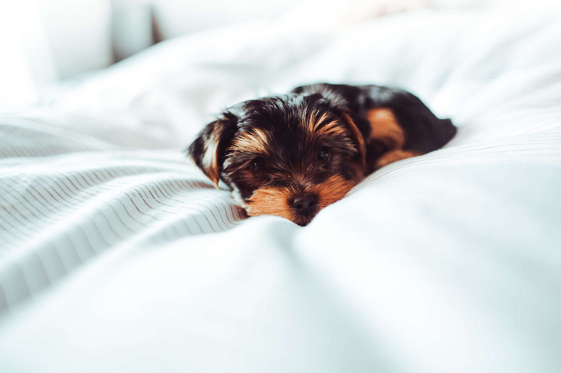 Little Puppy Laying in Bed Free Stock Photo