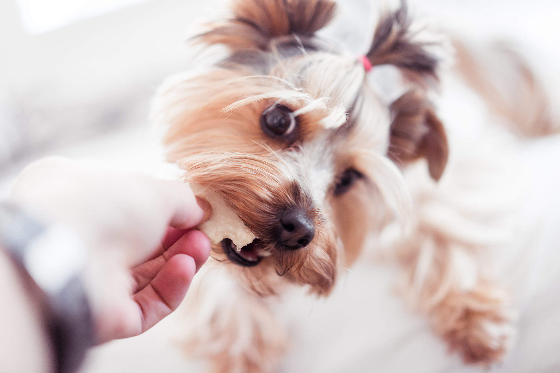 Little Yorkshire Terrier Wants Her Treats Free Stock Photo