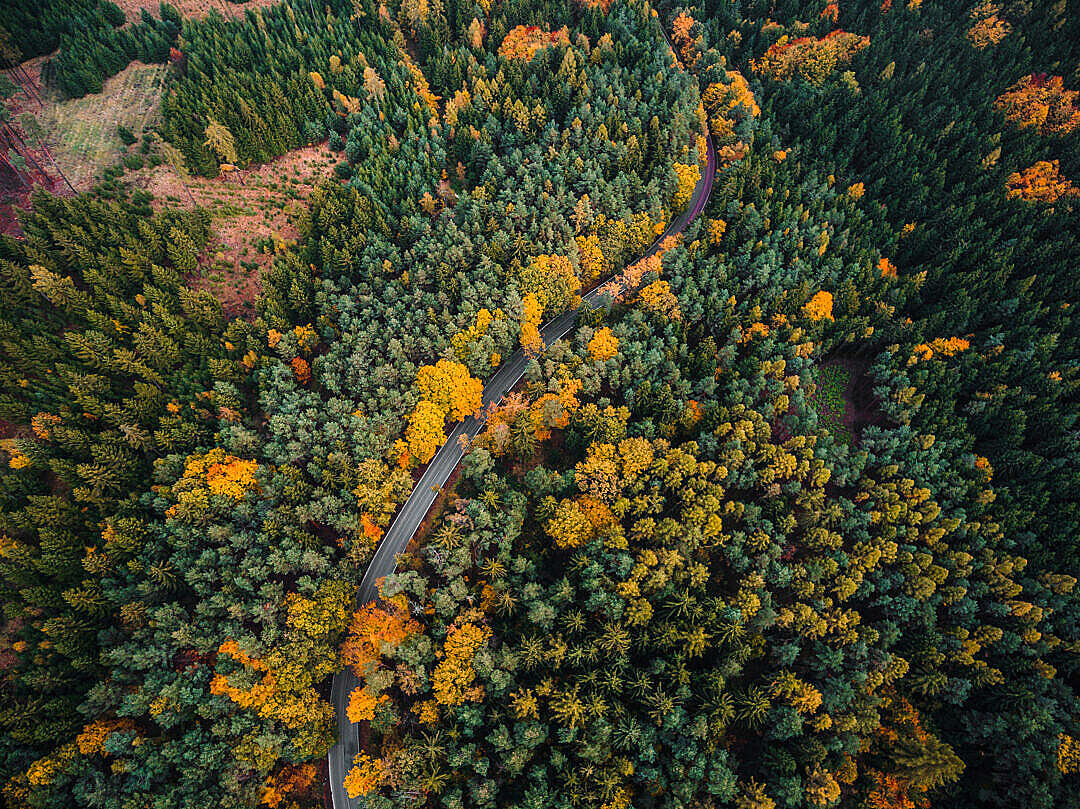 Download Lonely Road in Forest Aerial View FREE Stock Photo