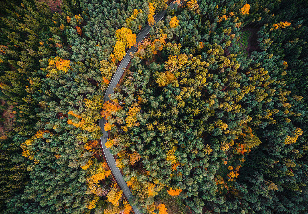 Download Lonely Road in the Woods Aerial From Above FREE Stock Photo