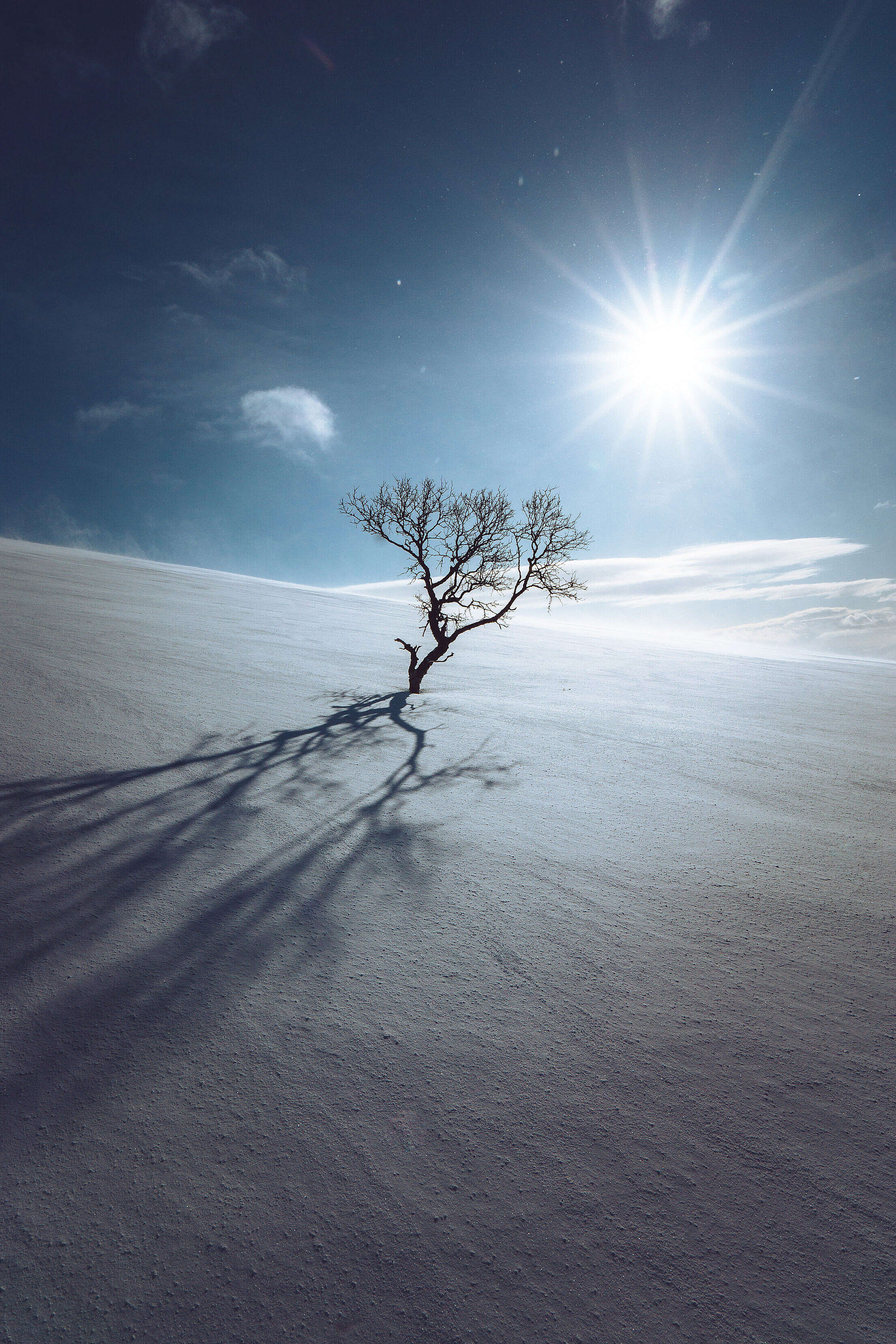 Lonely Tree in the Middle of the Snow Plain Free Stock Photo