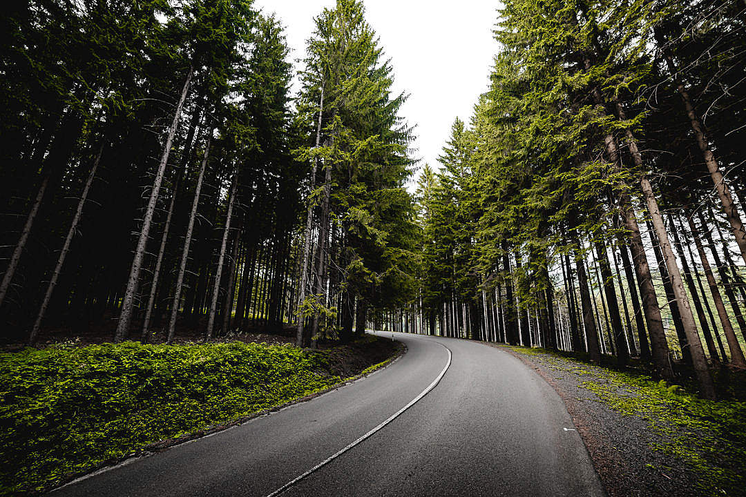 Long Road in Forest