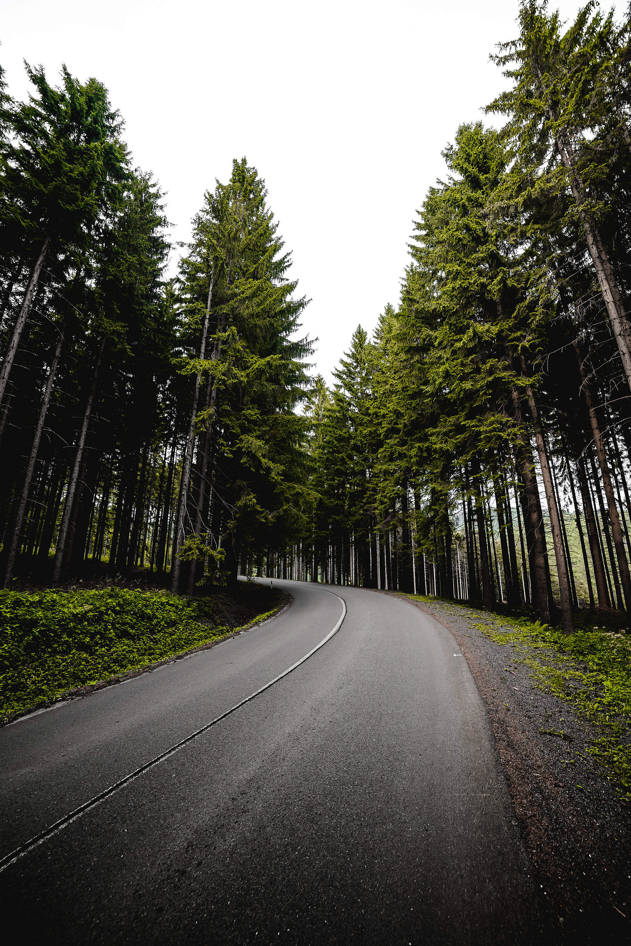 Long Road In Forest Vertical Free Stock Photo Picjumbo