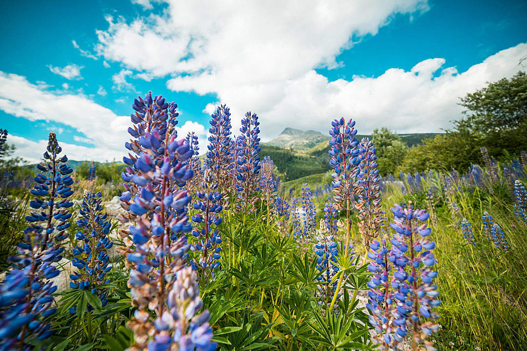 Download Lupines Mountain Flowers #2 FREE Stock Photo