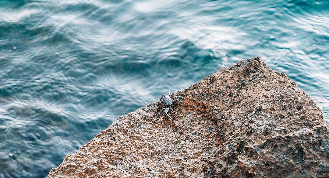 Download Masked Crab on a Rocky Shore FREE Stock Photo