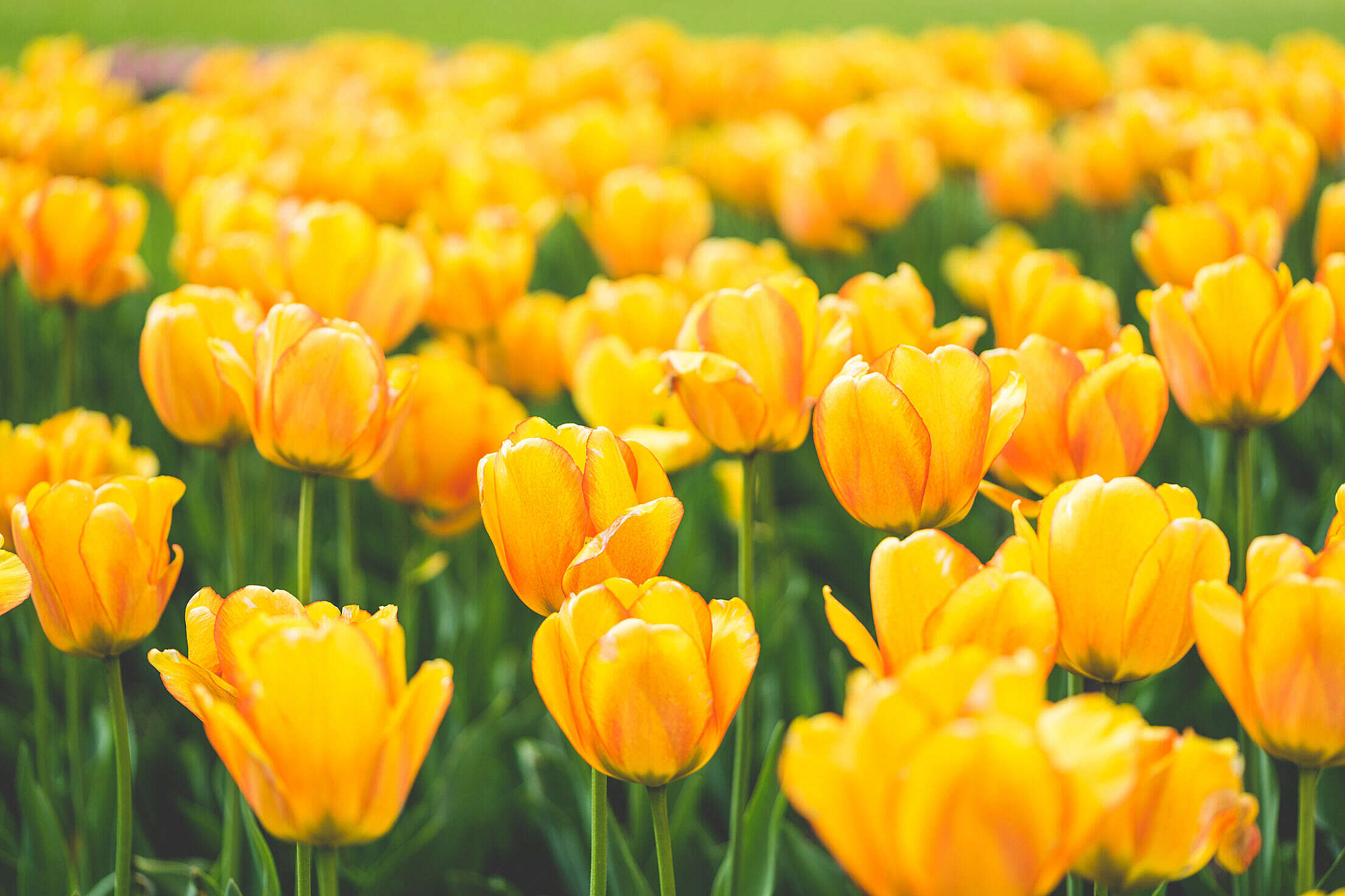 Meadow of Blooming Yellow Tulips Free Stock Photo