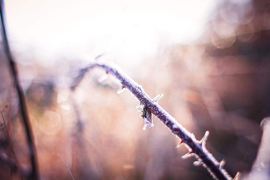 Download Morning Winter Hoarfrost on a Prickly Bush FREE Stock Photo