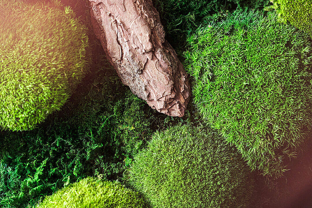 Download Moss FREE Stock Photo