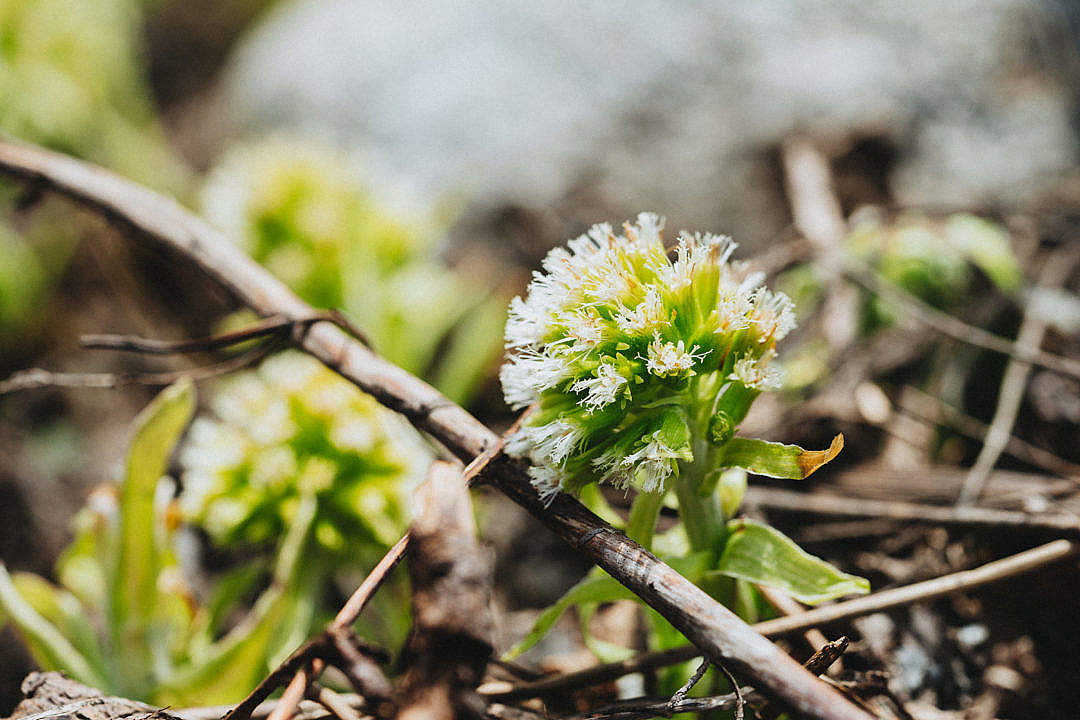 Download Mountain Flowers #2 FREE Stock Photo