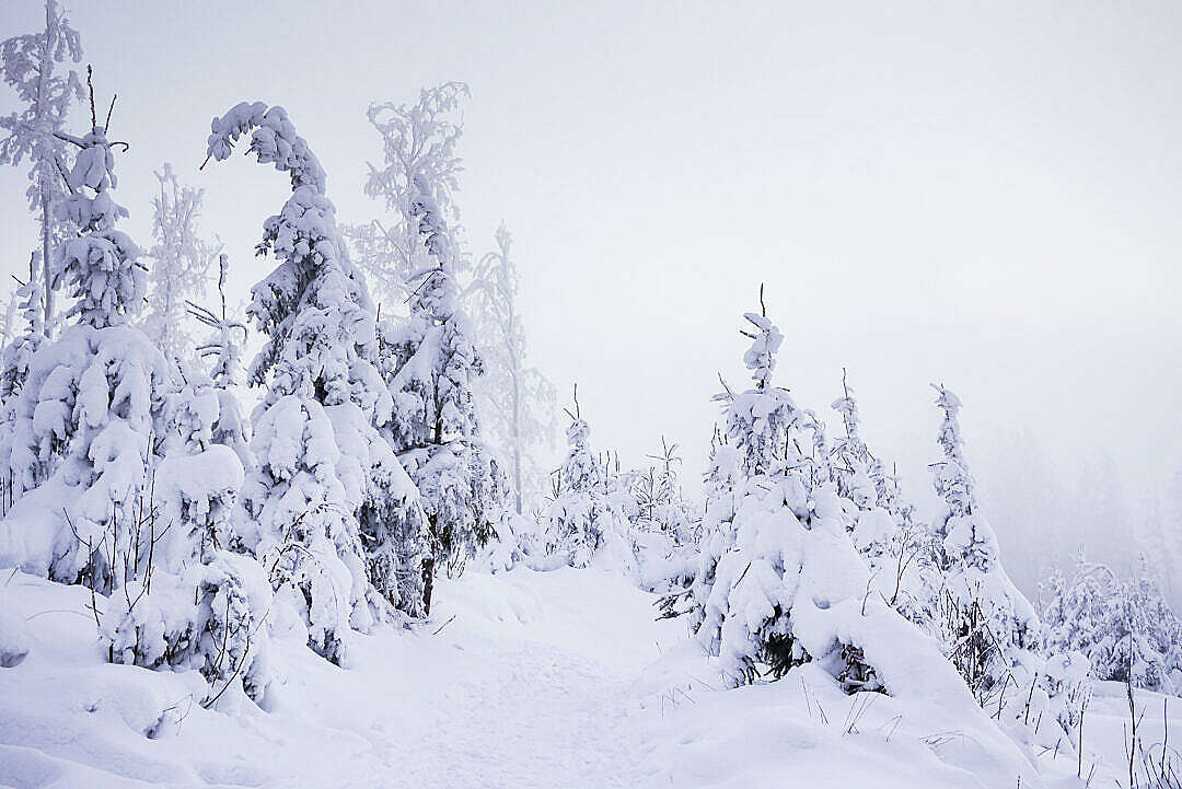 Mountain Forest Trail Under Heavy Snow