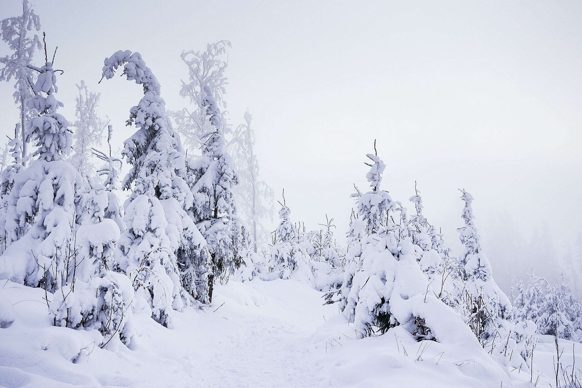 Mountain Forest Trail Under Heavy Snow Free Stock Photo