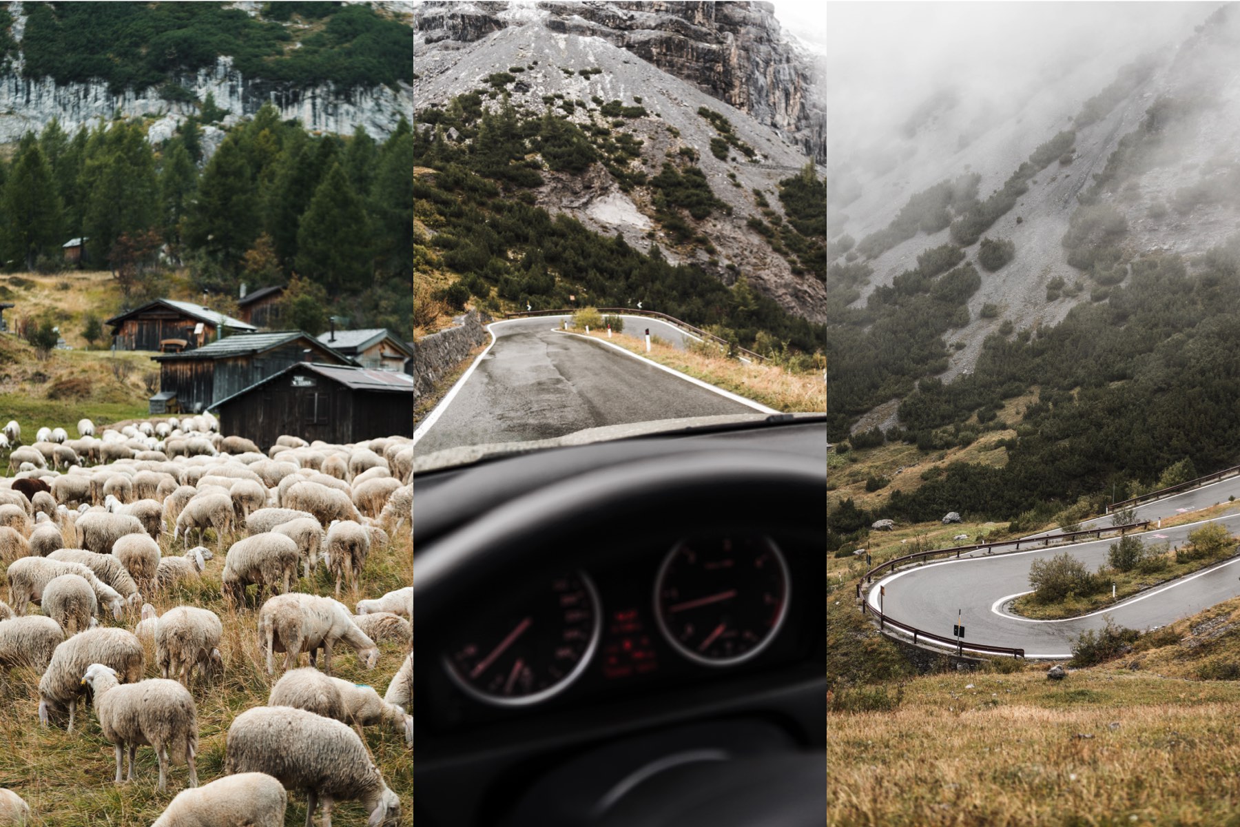 mountain sheeps stock photos stelvio road driving collection preview