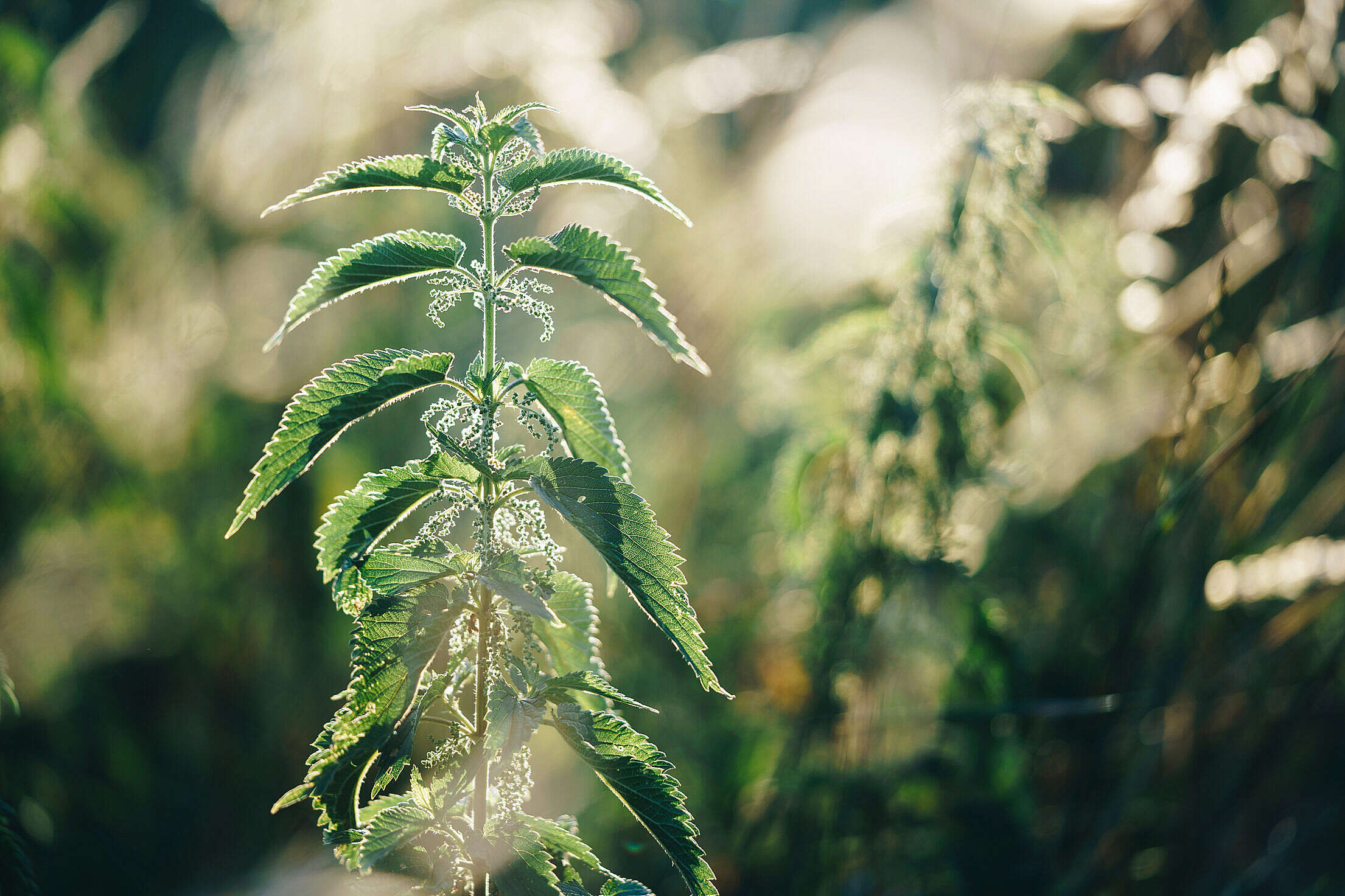 nettle-dioecious-free-stock-photo-picjumbo