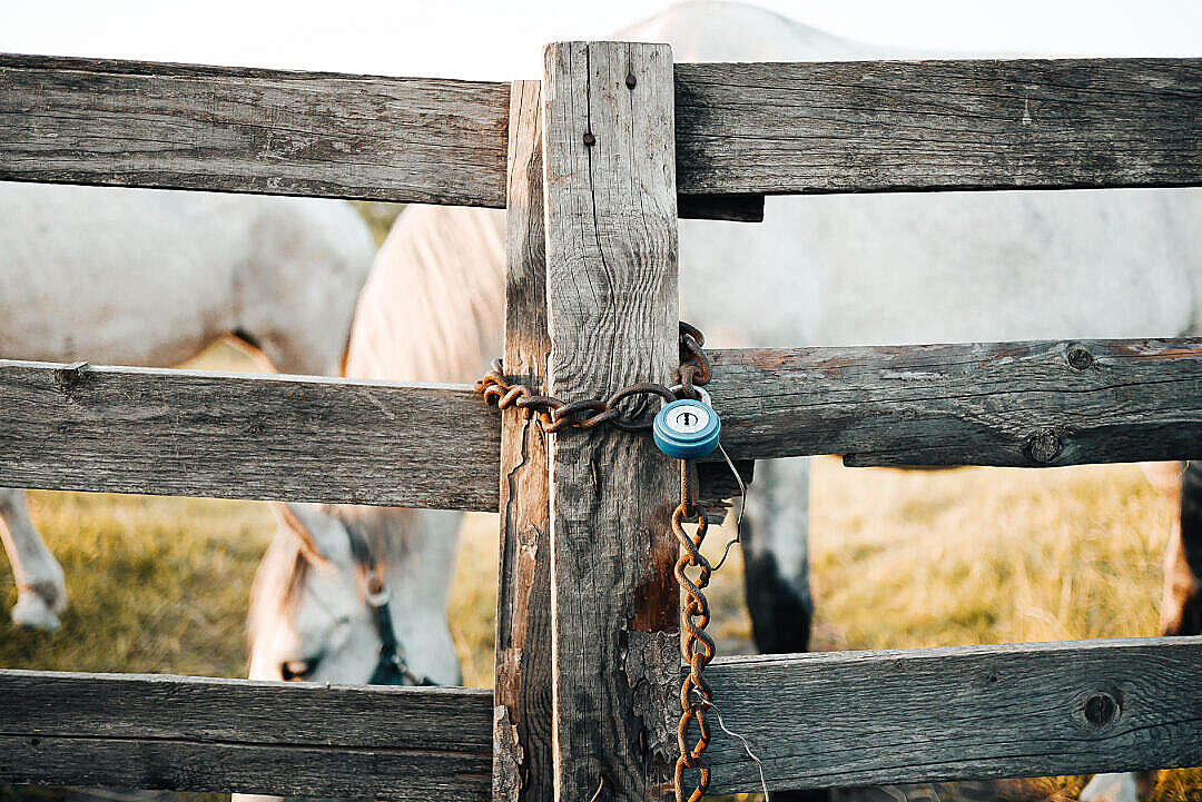 Old Locked Fence