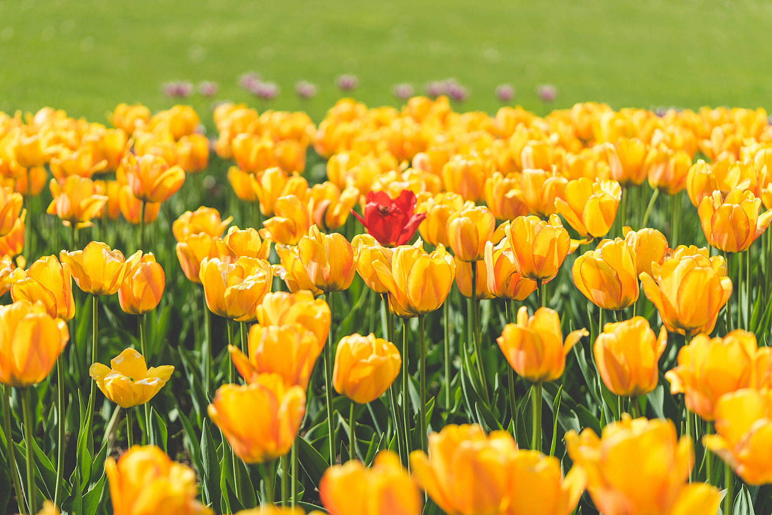 One Red Tulip Flower Surrounded by Yellow Tulips Free Stock Photo ...