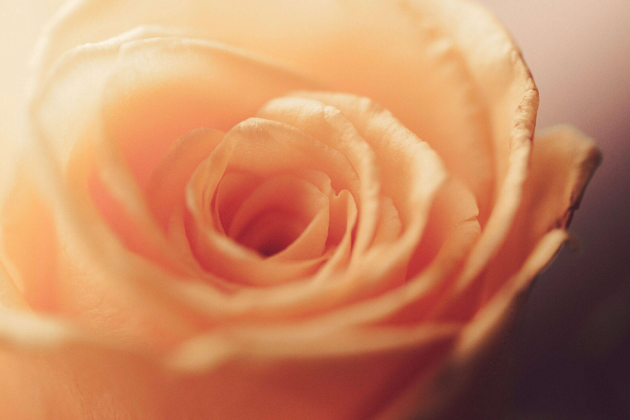 Orange Rose Bloom Blossom Close-Up Free Stock Photo