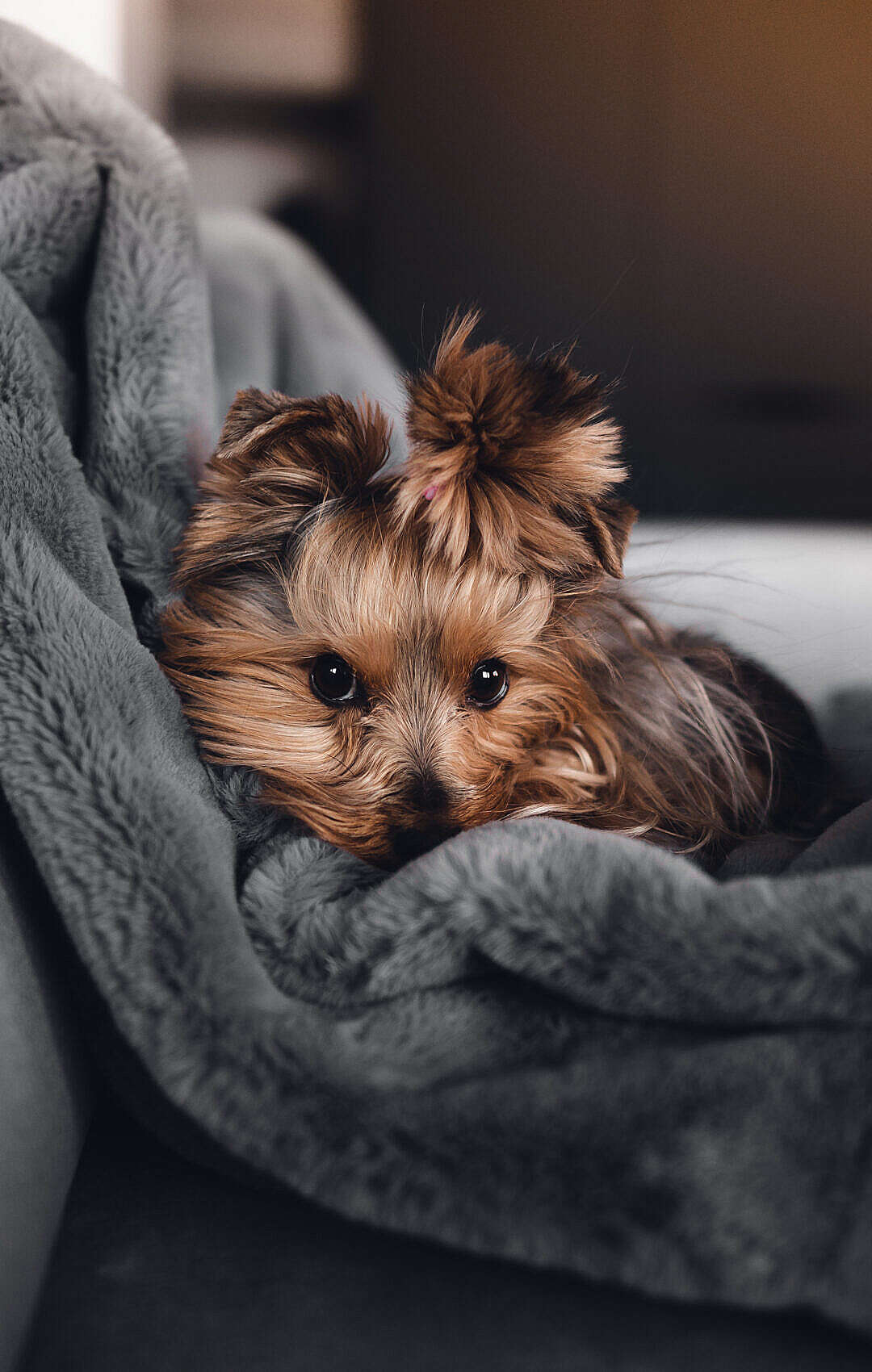 Download Our Yorkshire Terrier Jessie is Giving Her Cute Look FREE Stock Photo