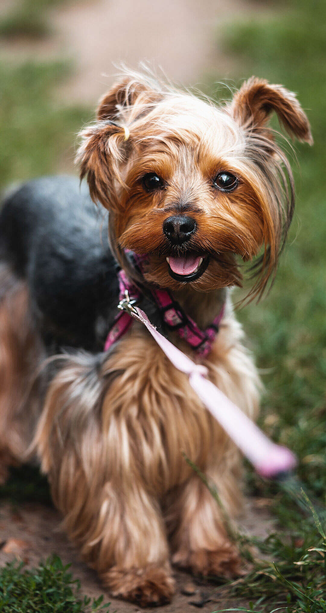 Download Our Yorkshire Terrier Jessie on a Leash FREE Stock Photo