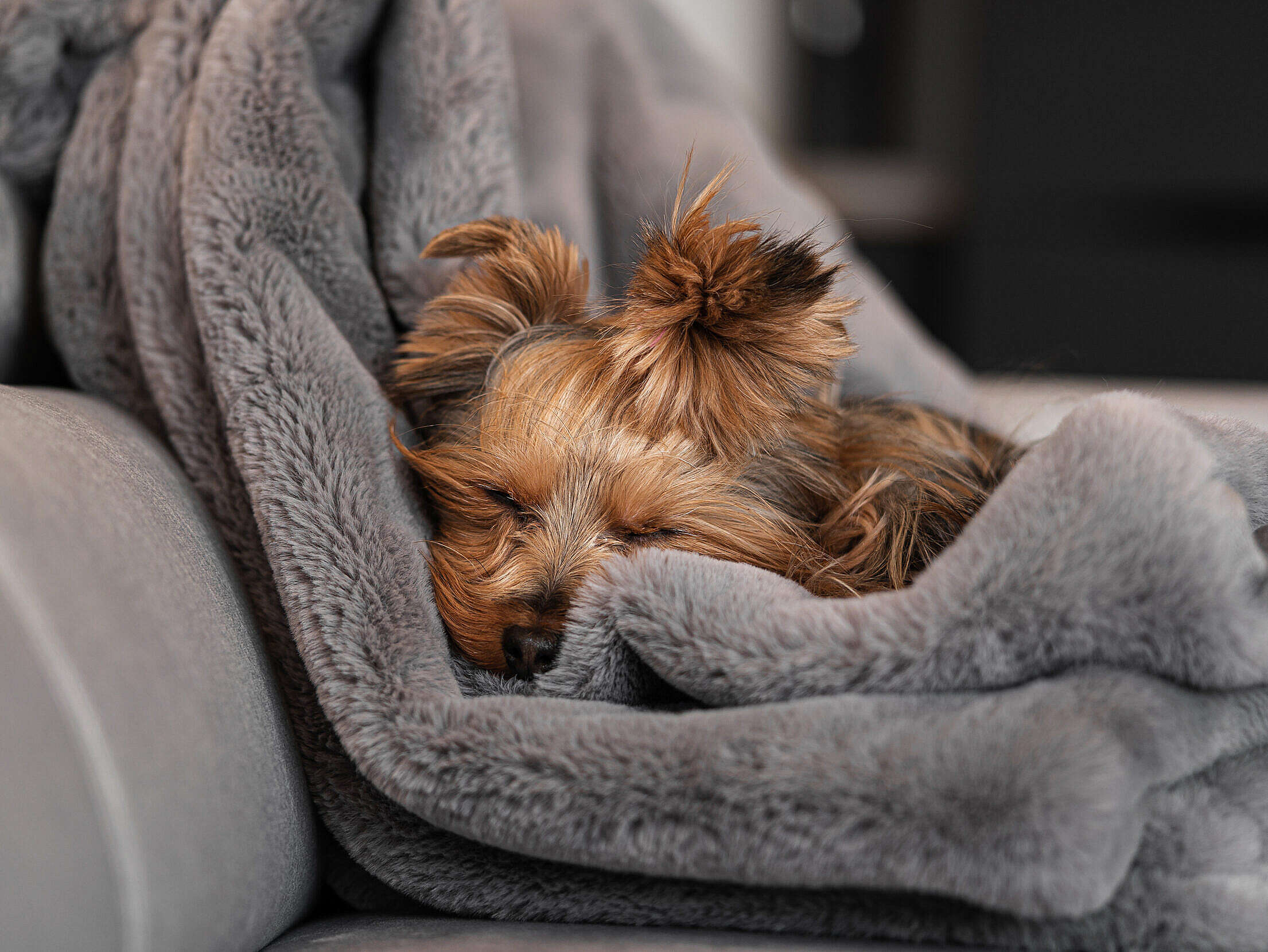 Our Yorkshire-Terrier Jessie Sleeping on a Blanket Free Stock Photo