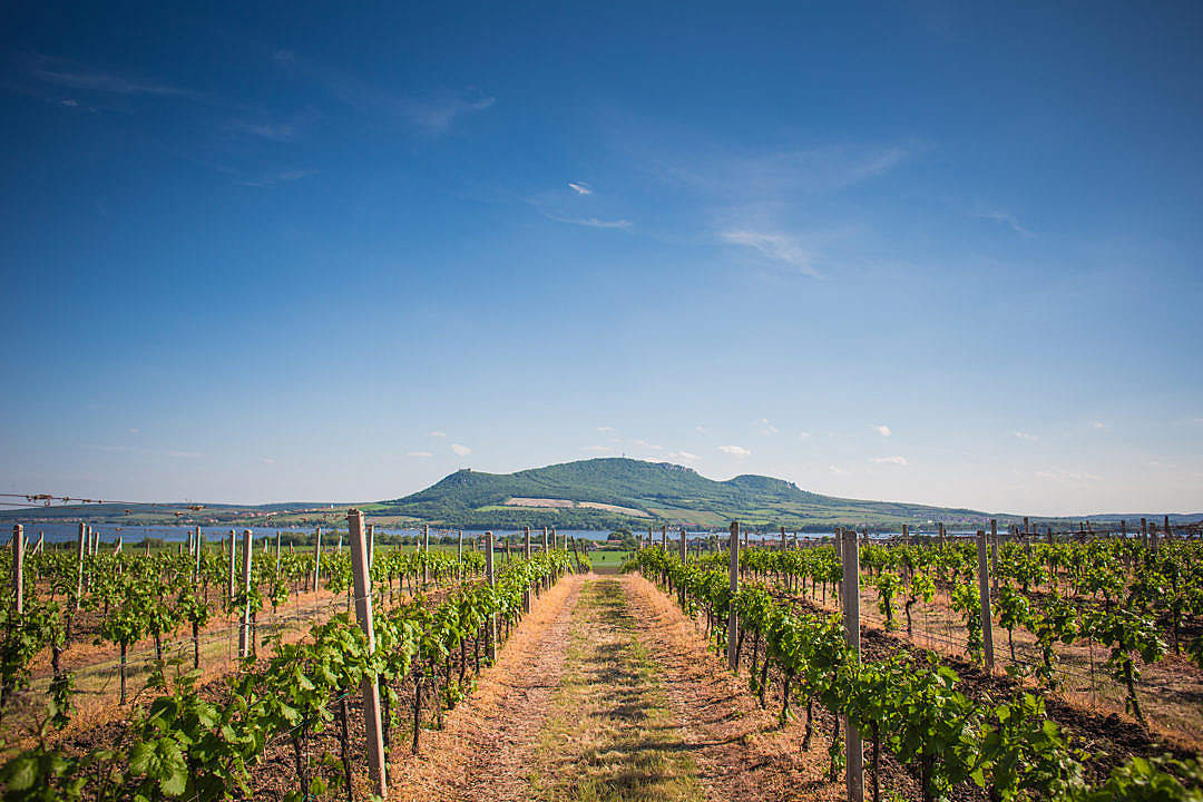 Download Pálava Hills Wine Scenery, Czech Republic FREE Stock Photo