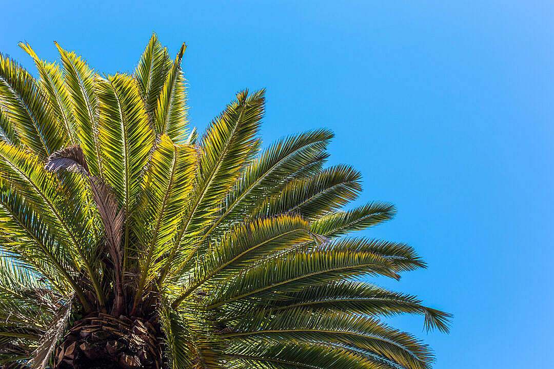 Download Palm Tree View from Below Against Clear Sky FREE Stock Photo
