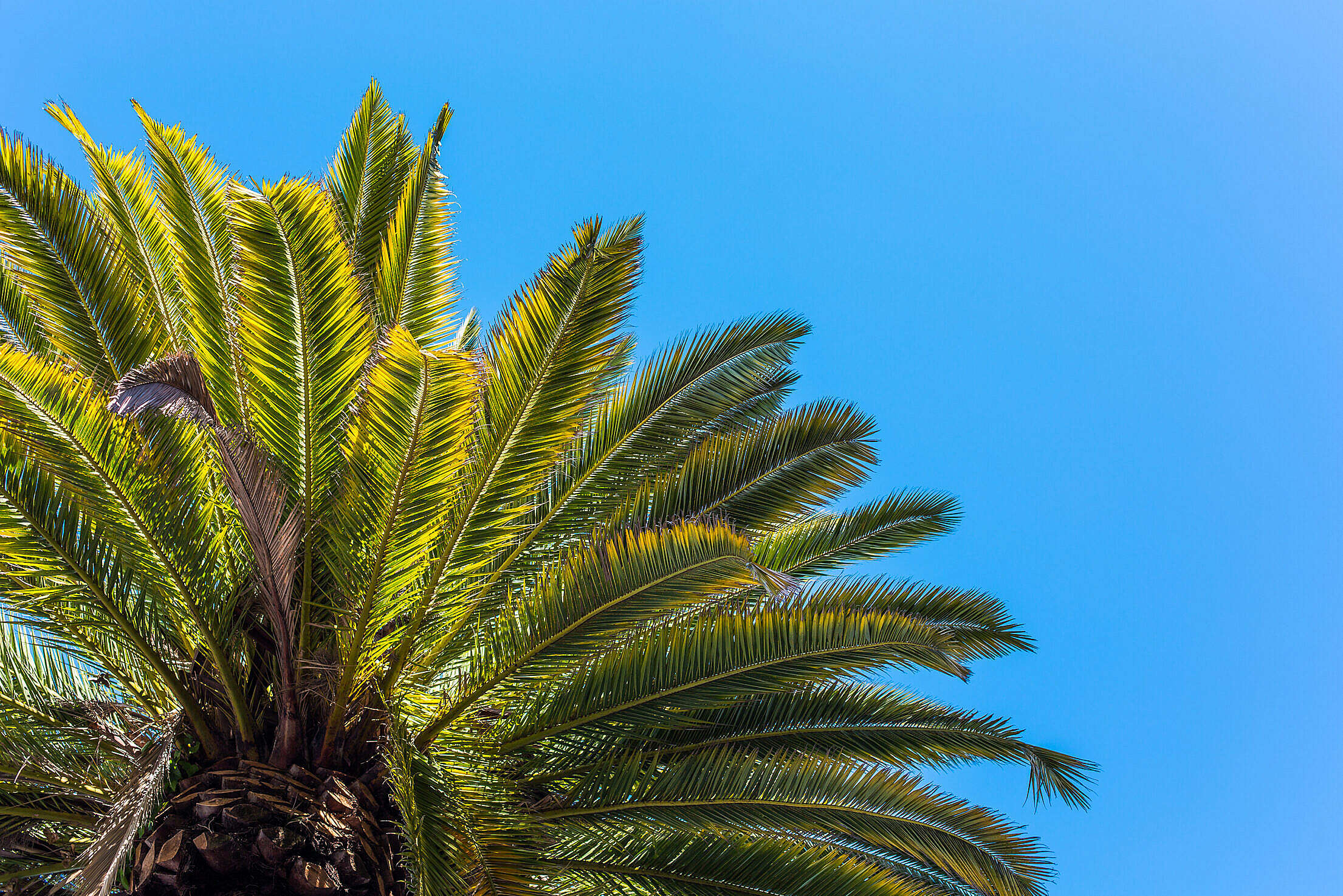 Palm Tree View from Below Against Clear Sky Free Stock Photo