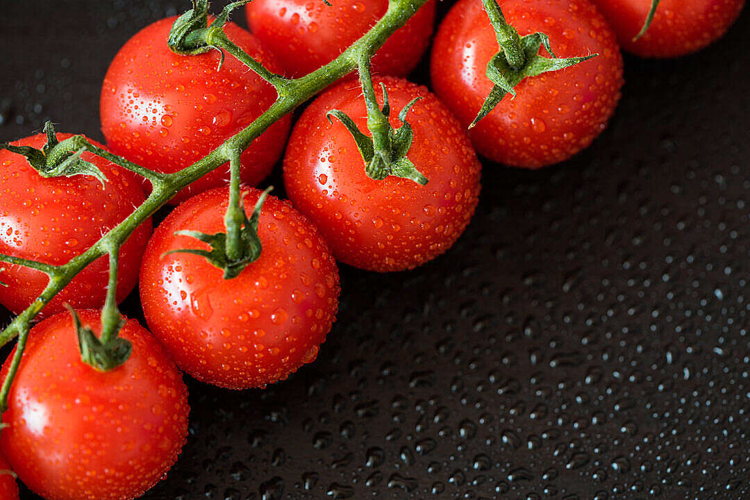 Download Perfect Red Wet Tomatoes with Room For Text FREE Stock Photo