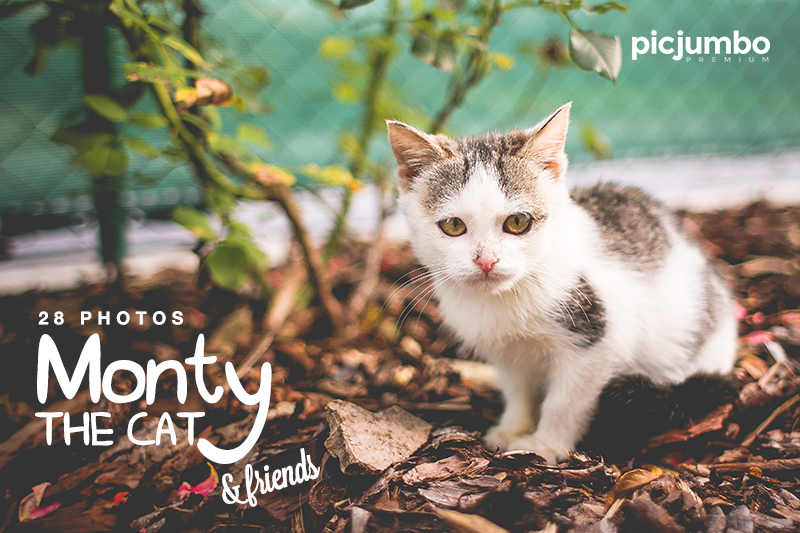 Download hi-res stock photos from our Monty The Cat & Friends PREMIUM Collection!