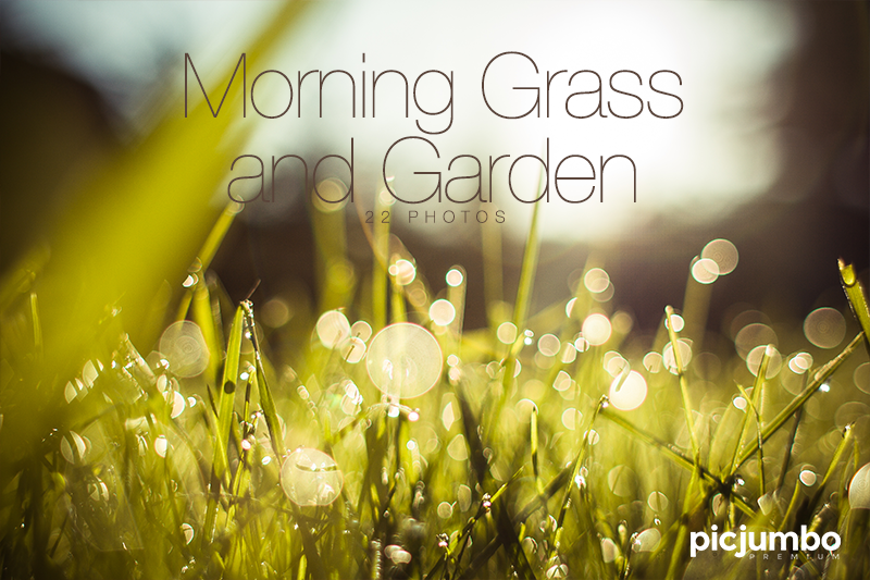 Download hi-res stock photos from our Morning Grass and Garden PREMIUM Collection!