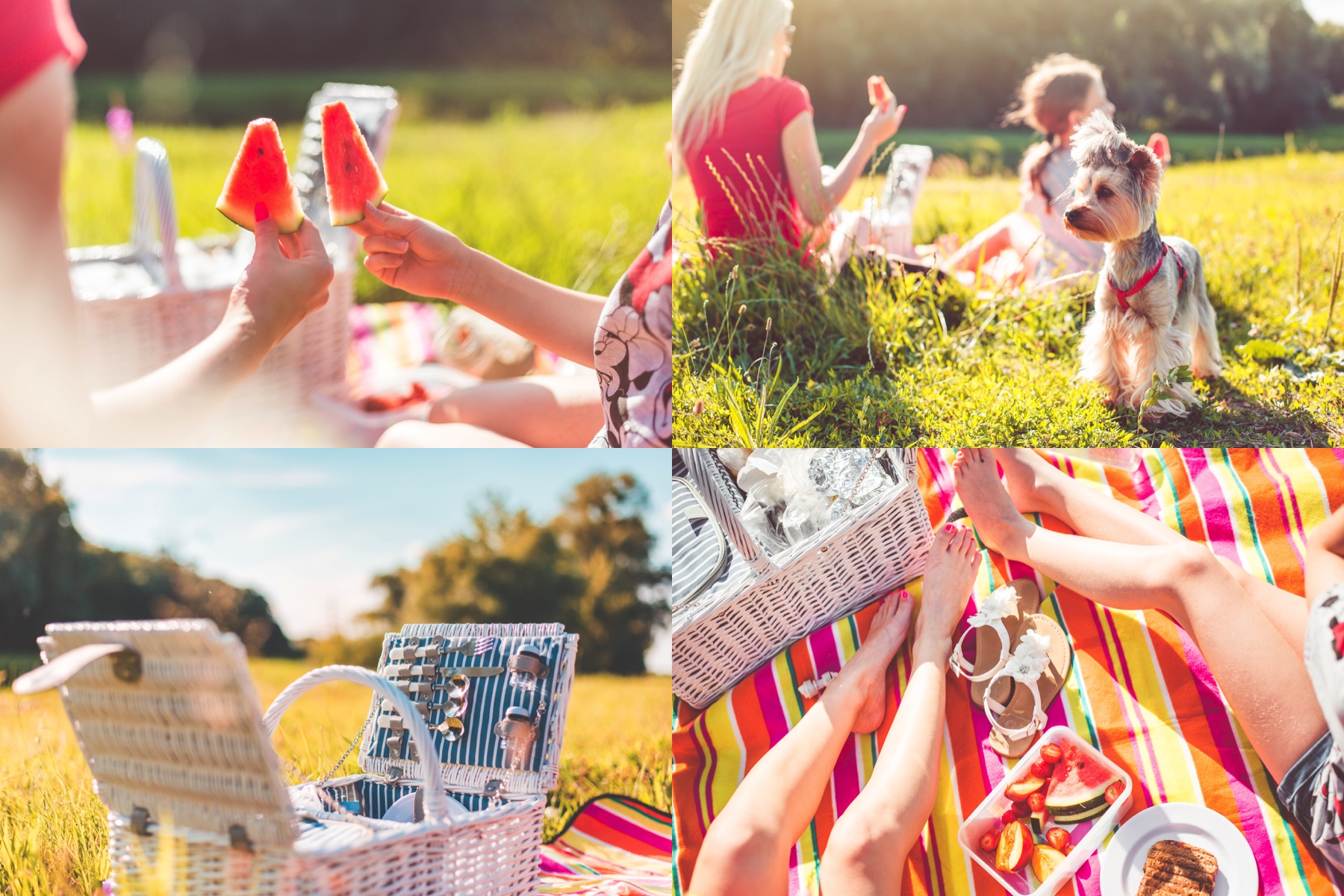 picnic-collection-collage-preview