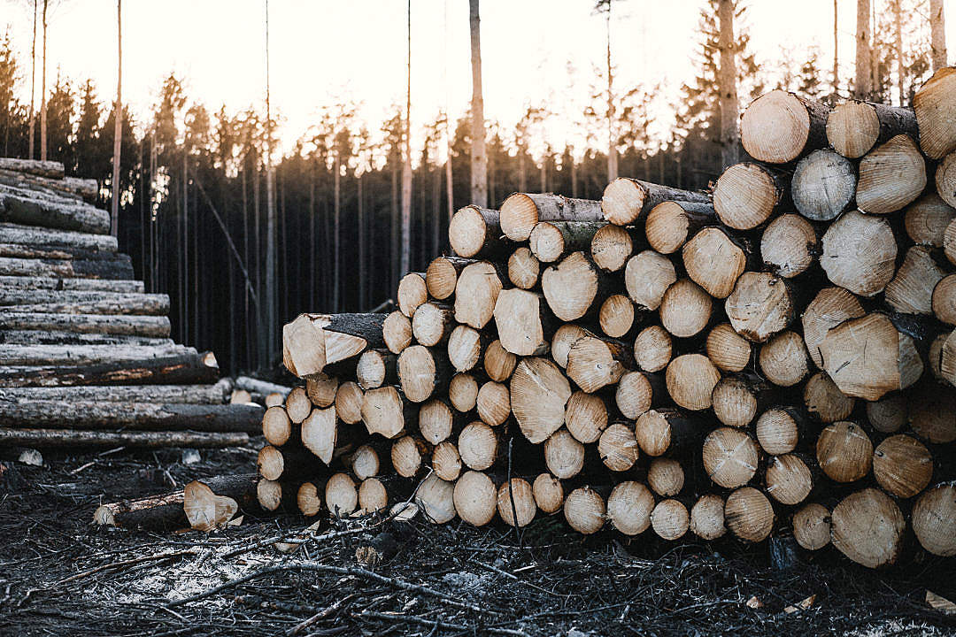 Download Pile of Felled Wood Logs FREE Stock Photo