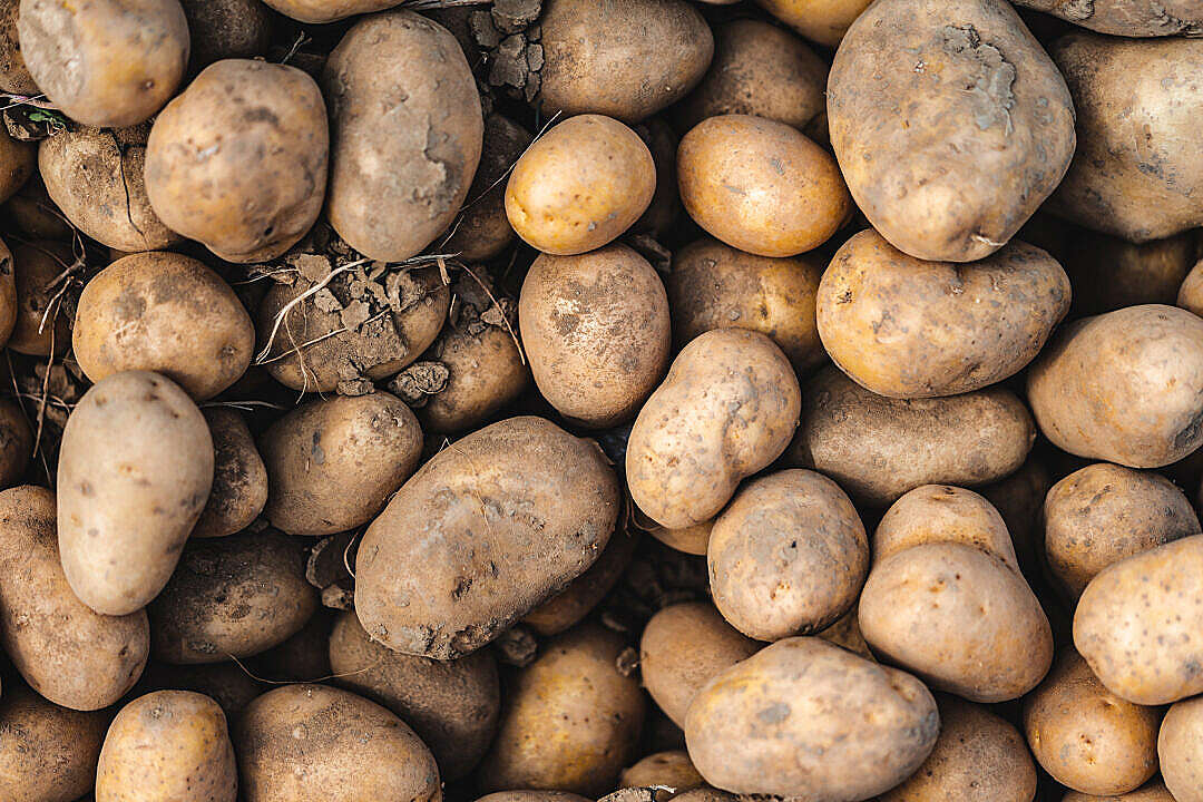 Download Pile of Fresh Potatoes FREE Stock Photo