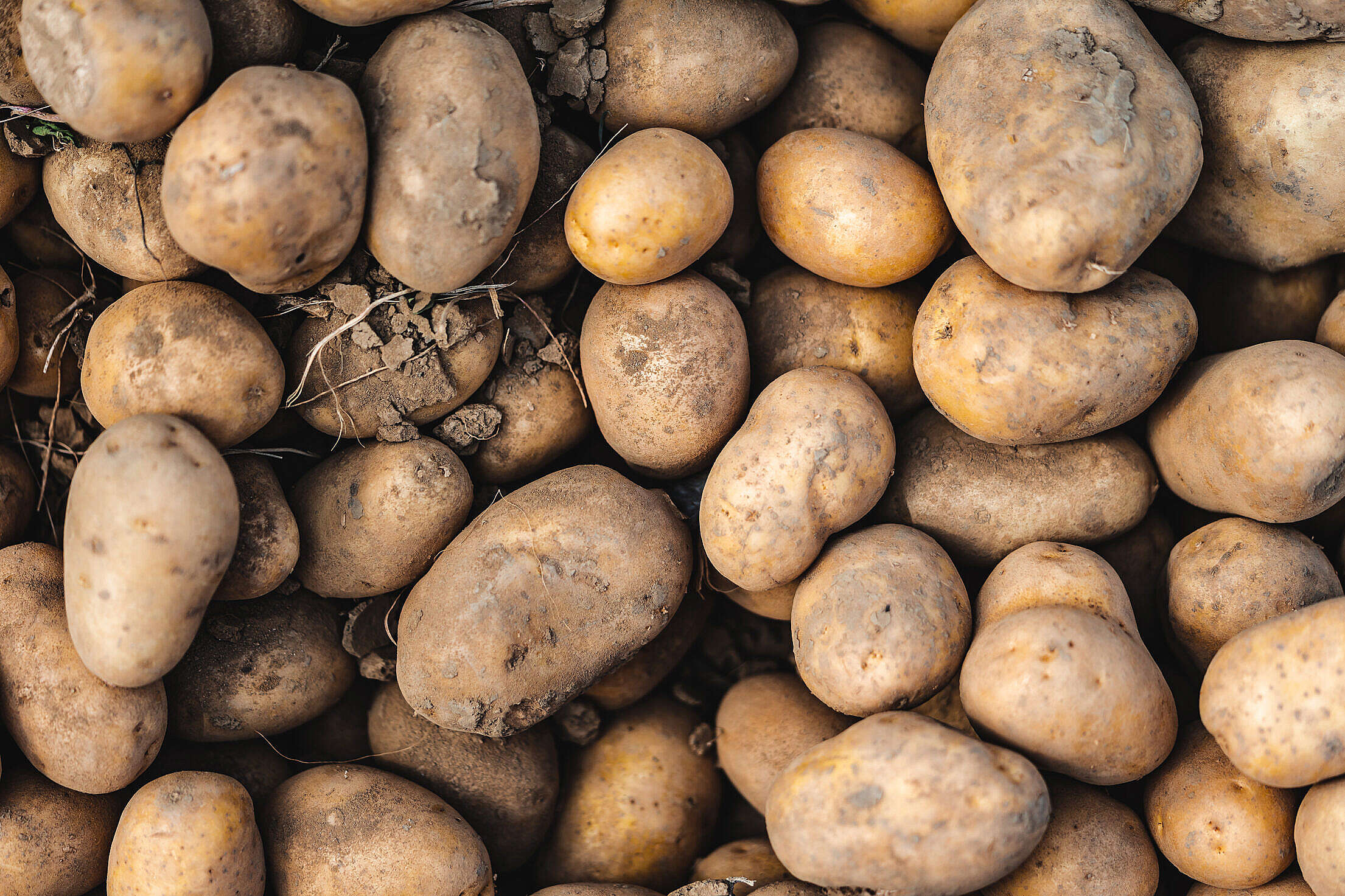 Pile of Fresh Potatoes Free Stock Photo