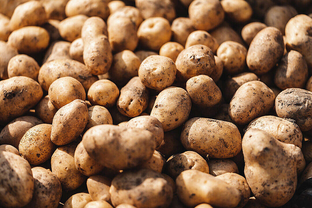 Download Pile of Potatoes FREE Stock Photo