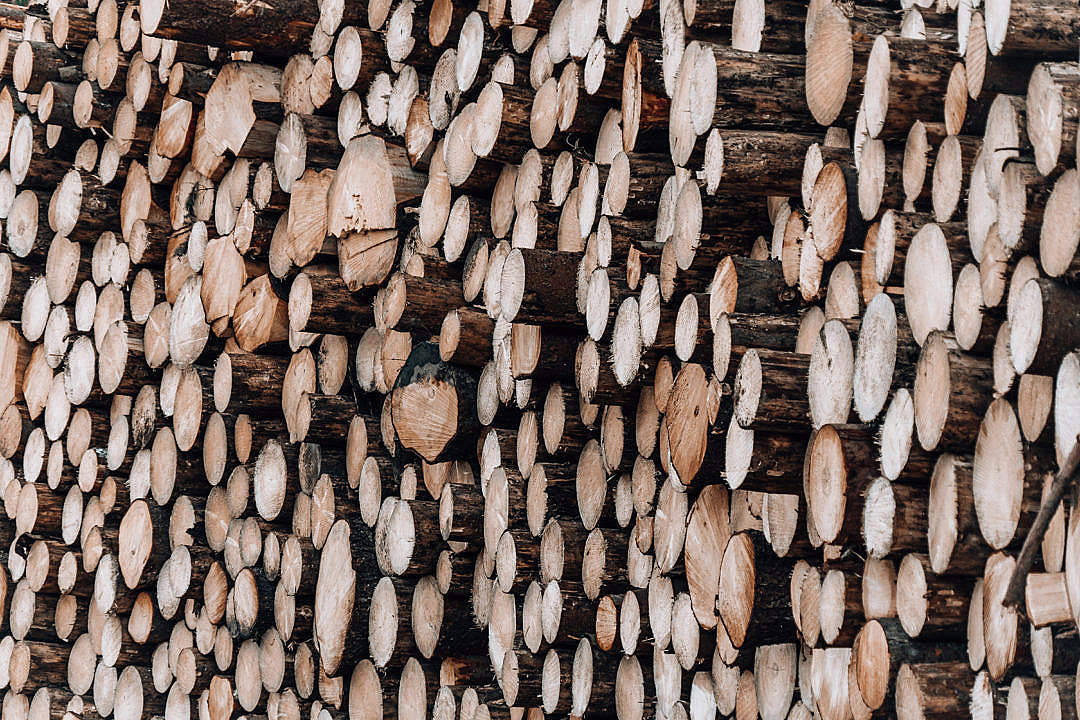 Download Pile of Wood Logs FREE Stock Photo