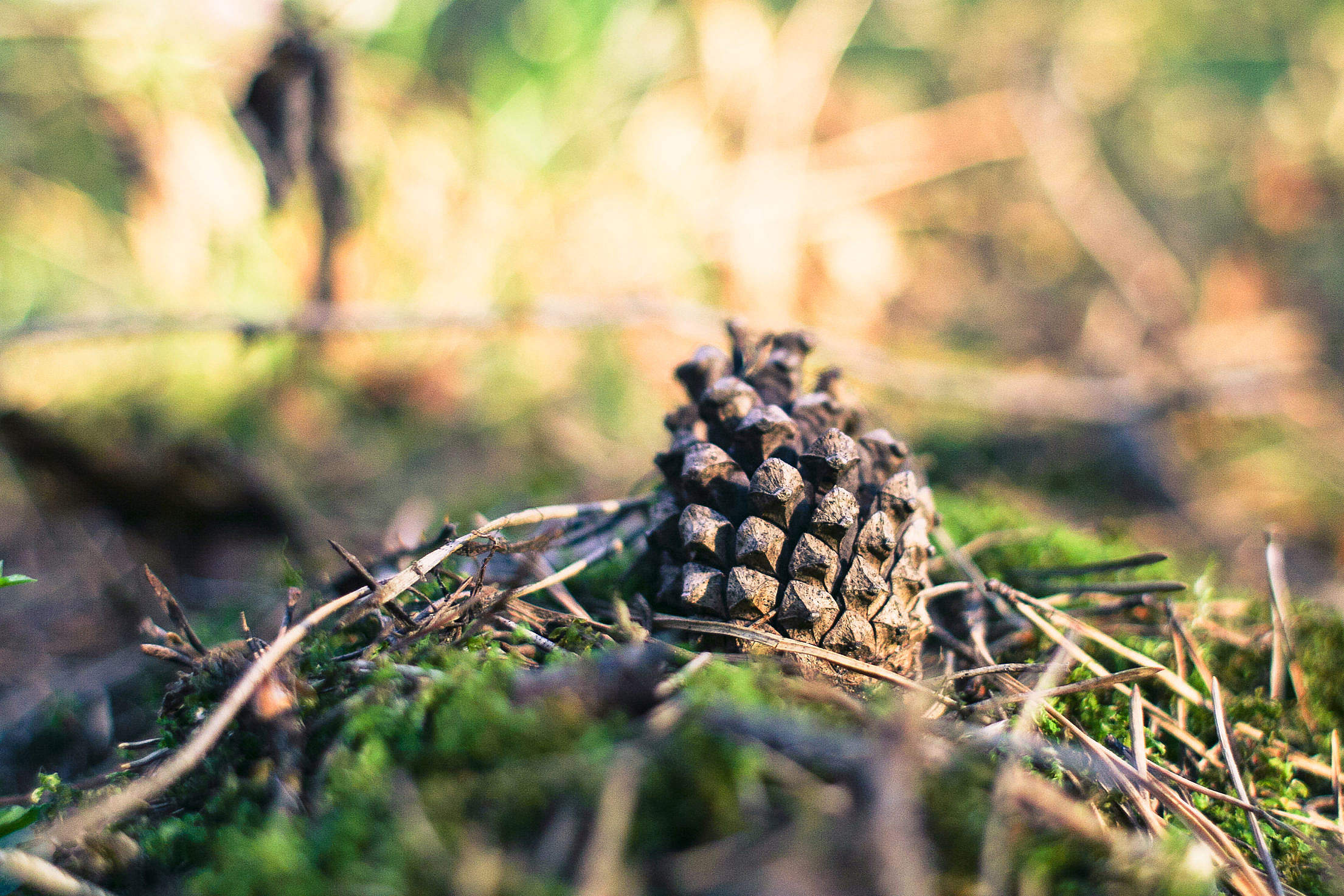 Pine Cone in Forest Free Stock Photo