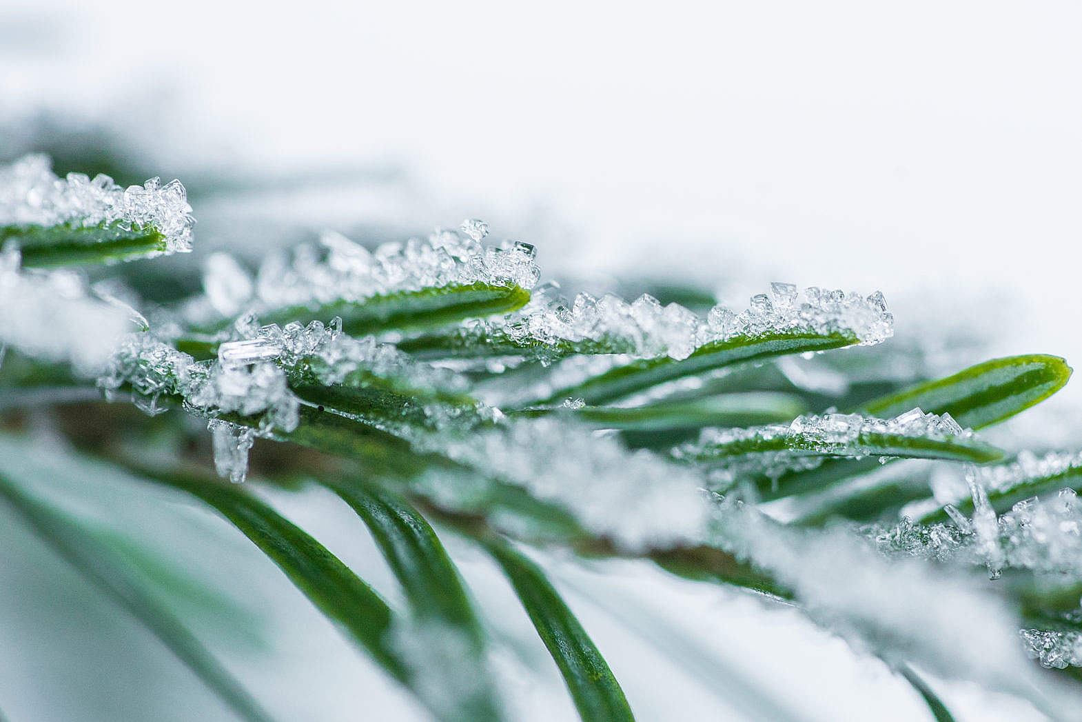 Pine Needles With Snow Crystals Close Up Free Stock Photo | picjumbo