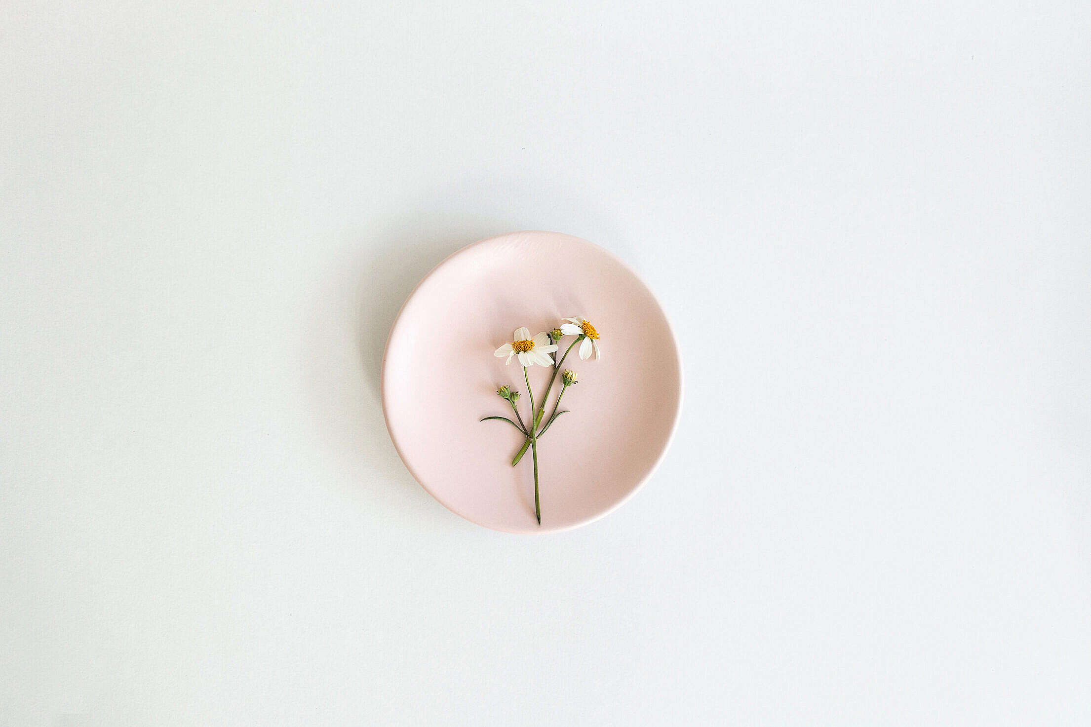 Pink Plate with Chamomile Flower Free Stock Photo