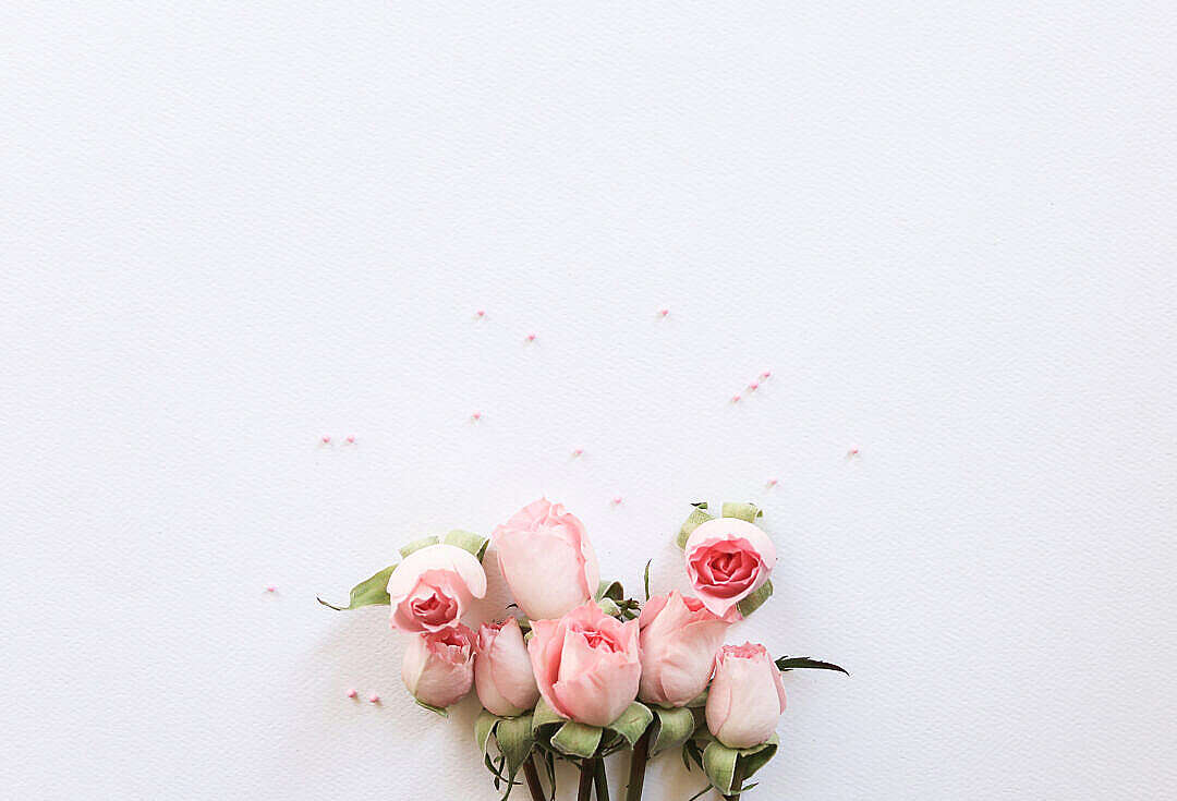 Download Pink Roses Flat Lay FREE Stock Photo
