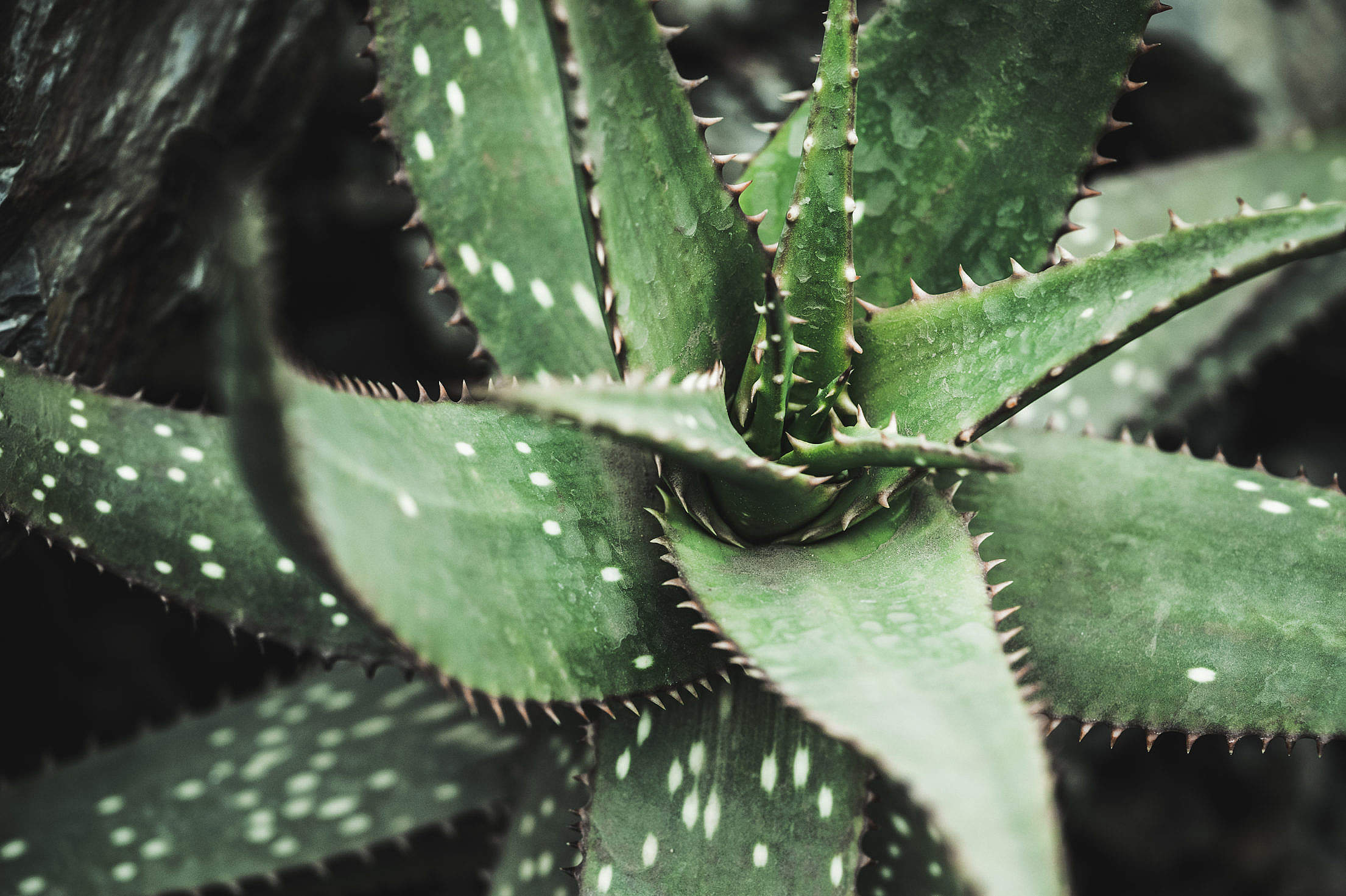 Plant with Spiky Leaves Free Stock Photo