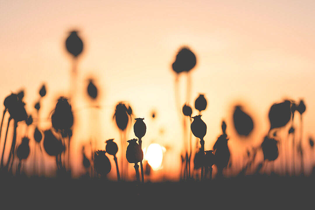 Download Poppy Seed Field on Sunset FREE Stock Photo
